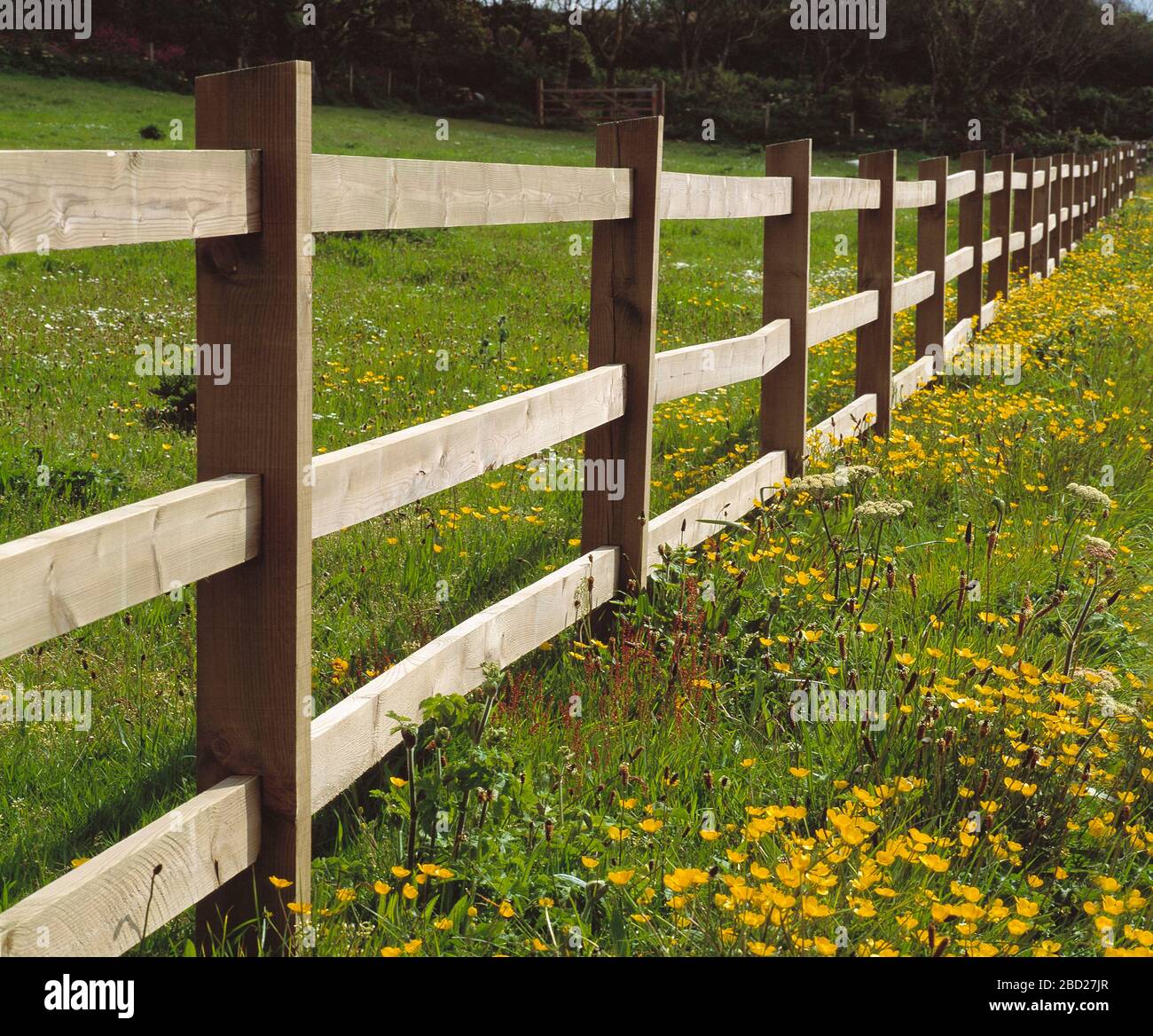 Guernesey. Limite de champ d'herbe de clôture en bois. Banque D'Images