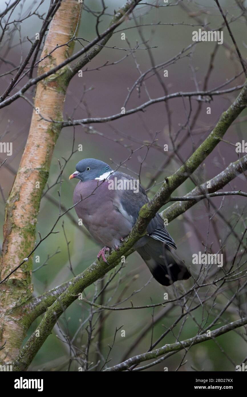 Pigeon ramier (Columba oenas) Banque D'Images