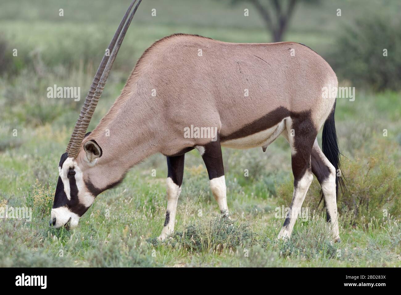 Gemsbok (Oryx gazella), homme adulte, pâturage sur herbe, Kgalagadi TransFrontier Park, Northern Cape, Afrique du Sud, Afrique Banque D'Images