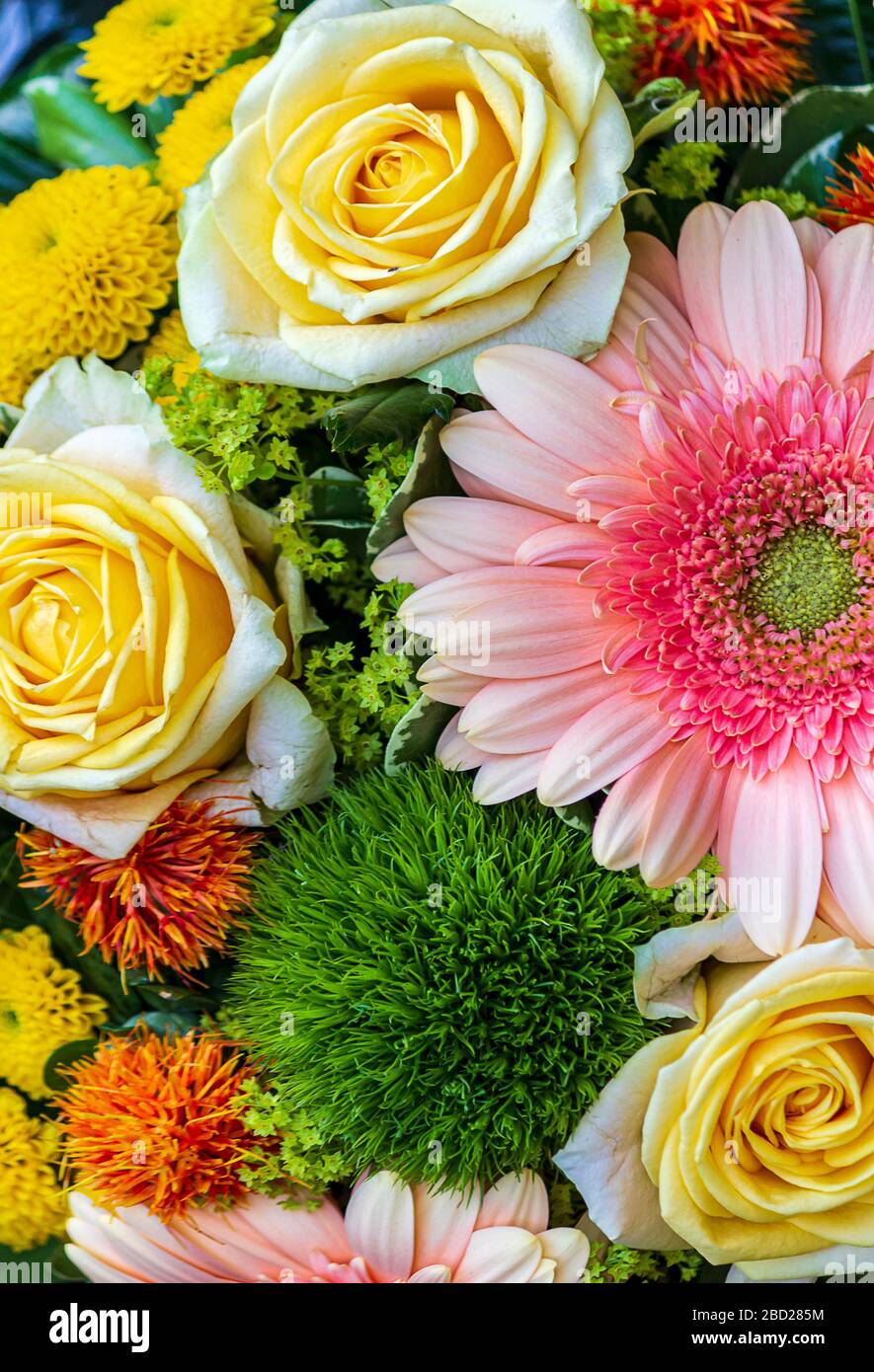 Bouquet coloré de roses et gerbera Marguerite Banque D'Images