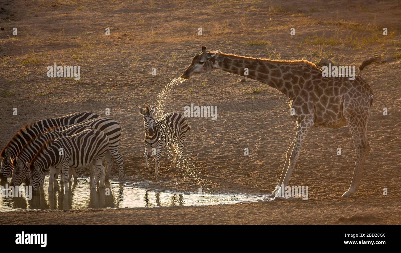 Groupe de zèbres des plaines et de girafe buvant dans le trou d'eau à l'aube dans le parc national Kruger, Afrique du Sud ; famille Specie Equus quagga burchellii d'Equi Banque D'Images