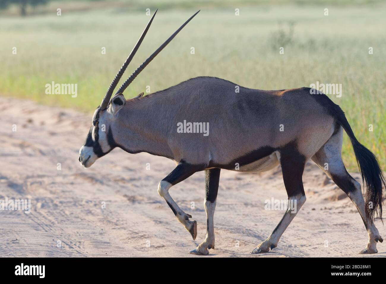 Gemsbok (Oryx gazella), adulte, traversant une route de terre, Kgalagadi TransFrontier Park, Northern Cape, Afrique du Sud, Afrique Banque D'Images