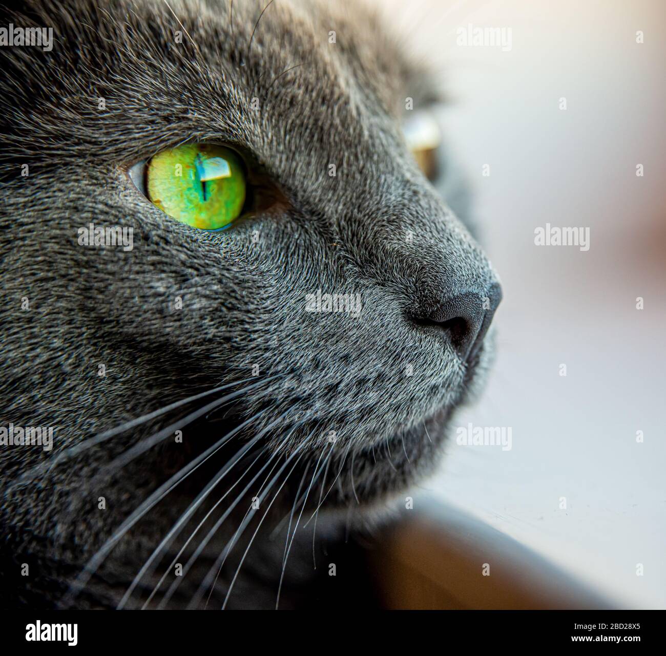 Chat Bleu Russe Aux Yeux Verts Banque D Image Et Photos Alamy