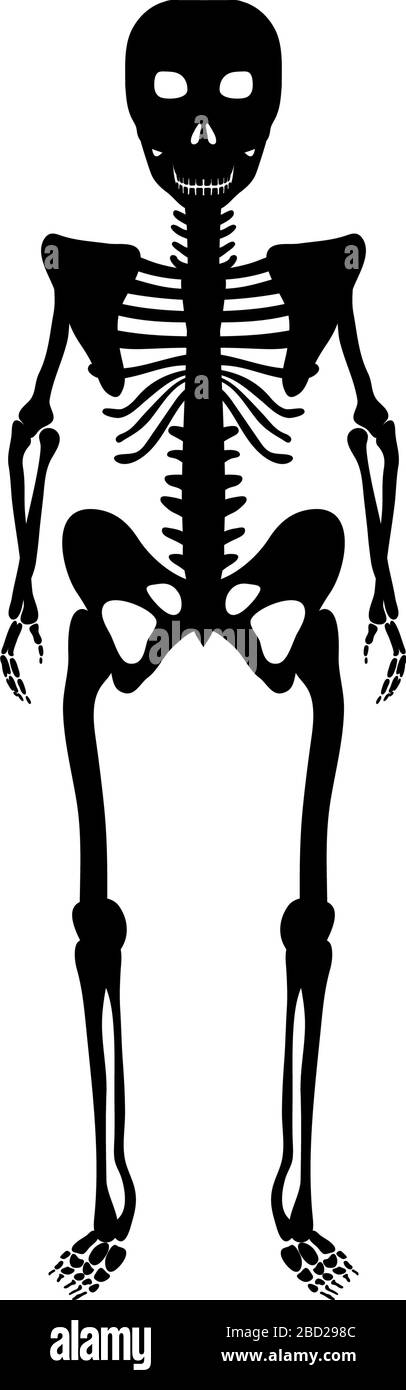 Squelette sur fond blanc pour la création de conceptions Halloween. Illustration vectorielle. Illustration de Vecteur