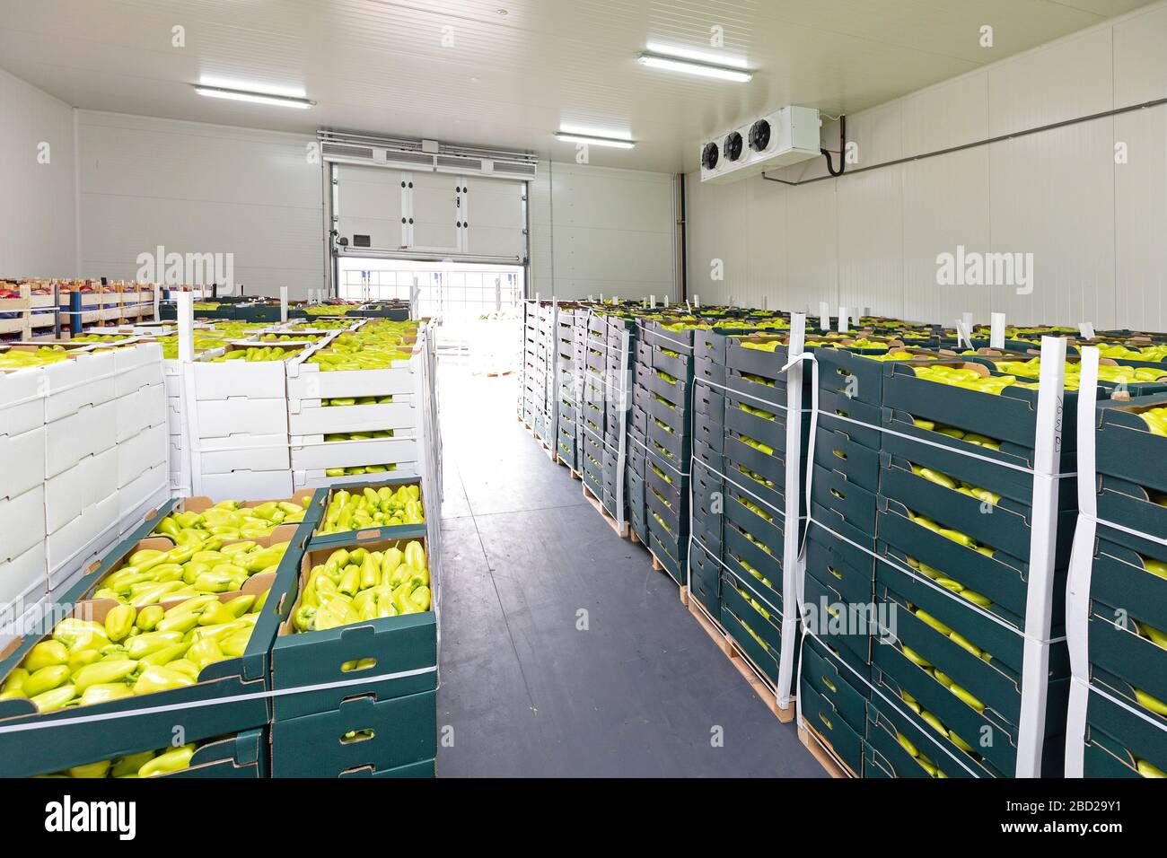 Les poivrons verts dans des boîtes d'entrepôt de stockage à froid Banque D'Images