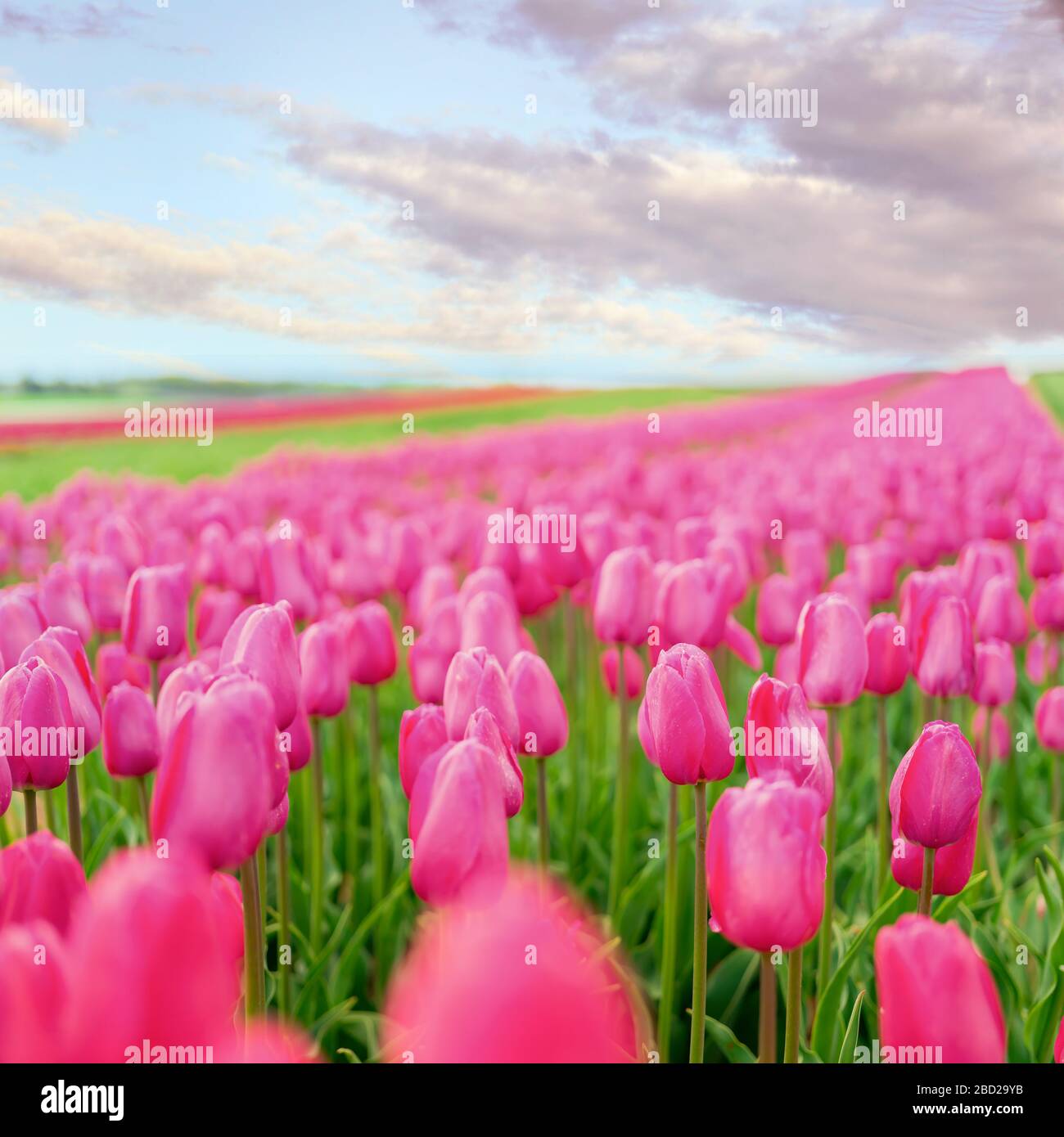 Le champ dynamique de la ferme de fleurs de tulipe branchent à l'horizon. Banque D'Images