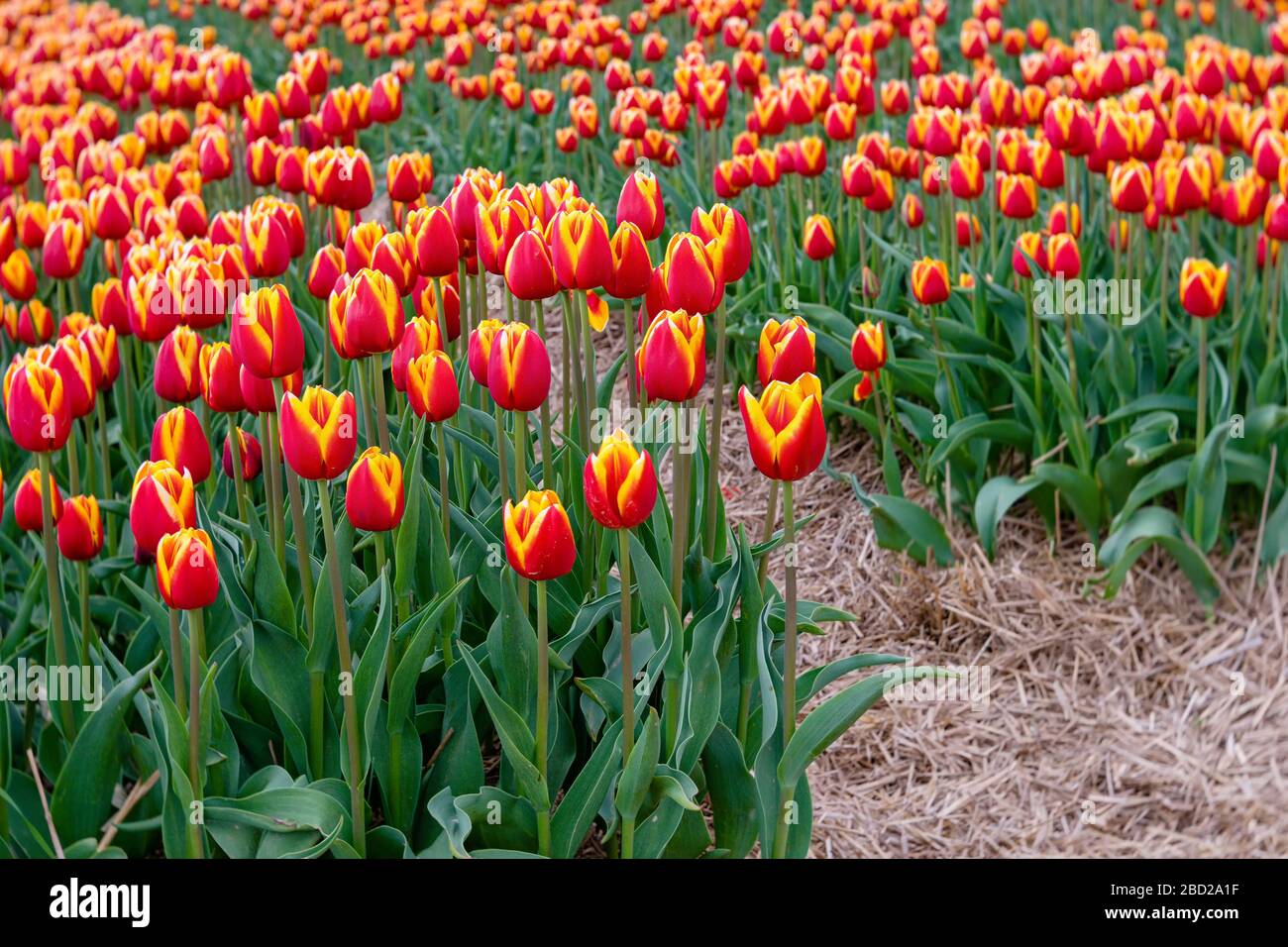 Rangées de tulipes jaunes ou orange et rouges fleuries dans un champ agricole. Banque D'Images