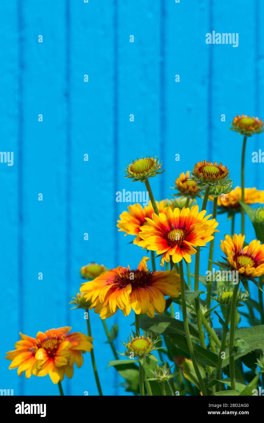 Fleur de cocarde sur fond en bois Banque D'Images