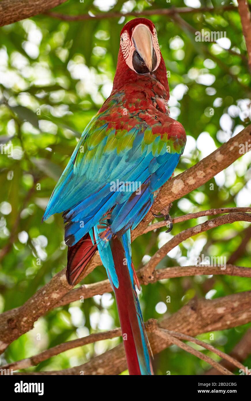 Macaw rouge-bleu-vert, Ara chloroptera Psittacidae, CANAIMA, Venezuela, Amérique du Sud, Amérique Banque D'Images