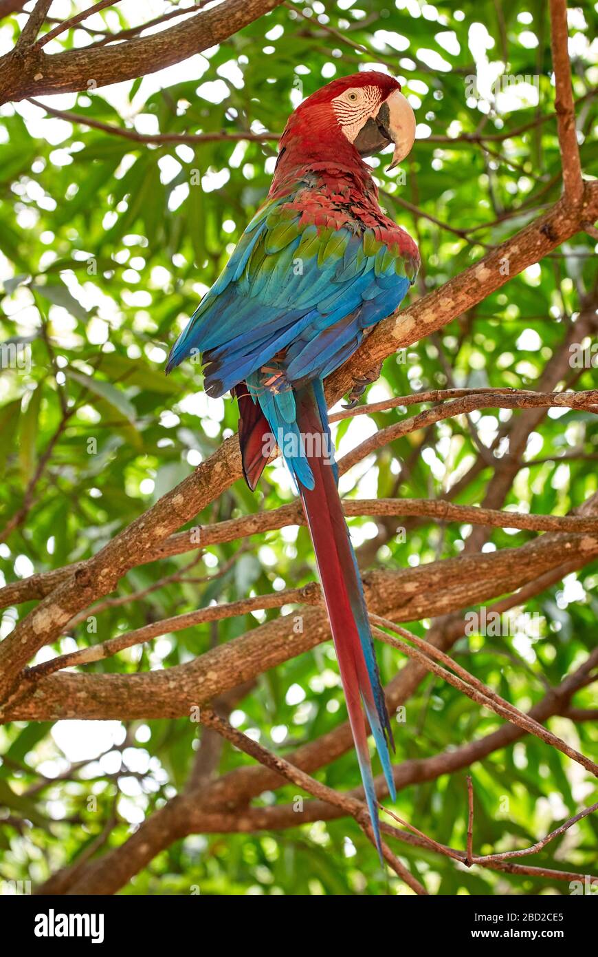 Macaw rouge-bleu-vert, Ara chloroptera Psittacidae, CANAIMA, Venezuela, Amérique du Sud, Amérique Banque D'Images