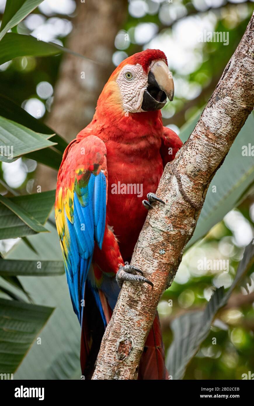Scarlet macaw, ARA MACAO, CANAIMA, Venezuela, Amérique du Sud, Amérique Banque D'Images