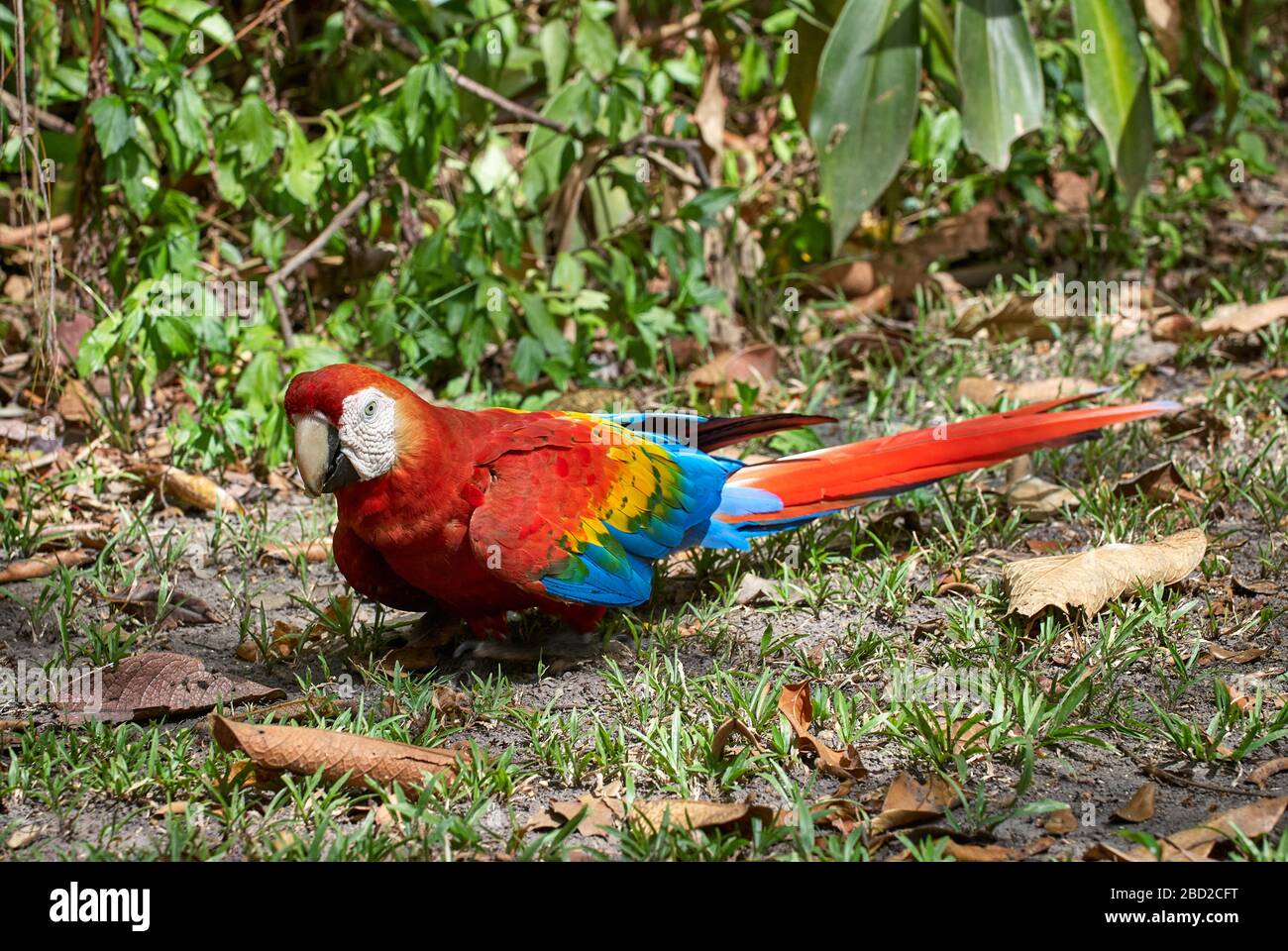 Scarlet macaw, ARA MACAO, CANAIMA, Venezuela, Amérique du Sud, Amérique Banque D'Images