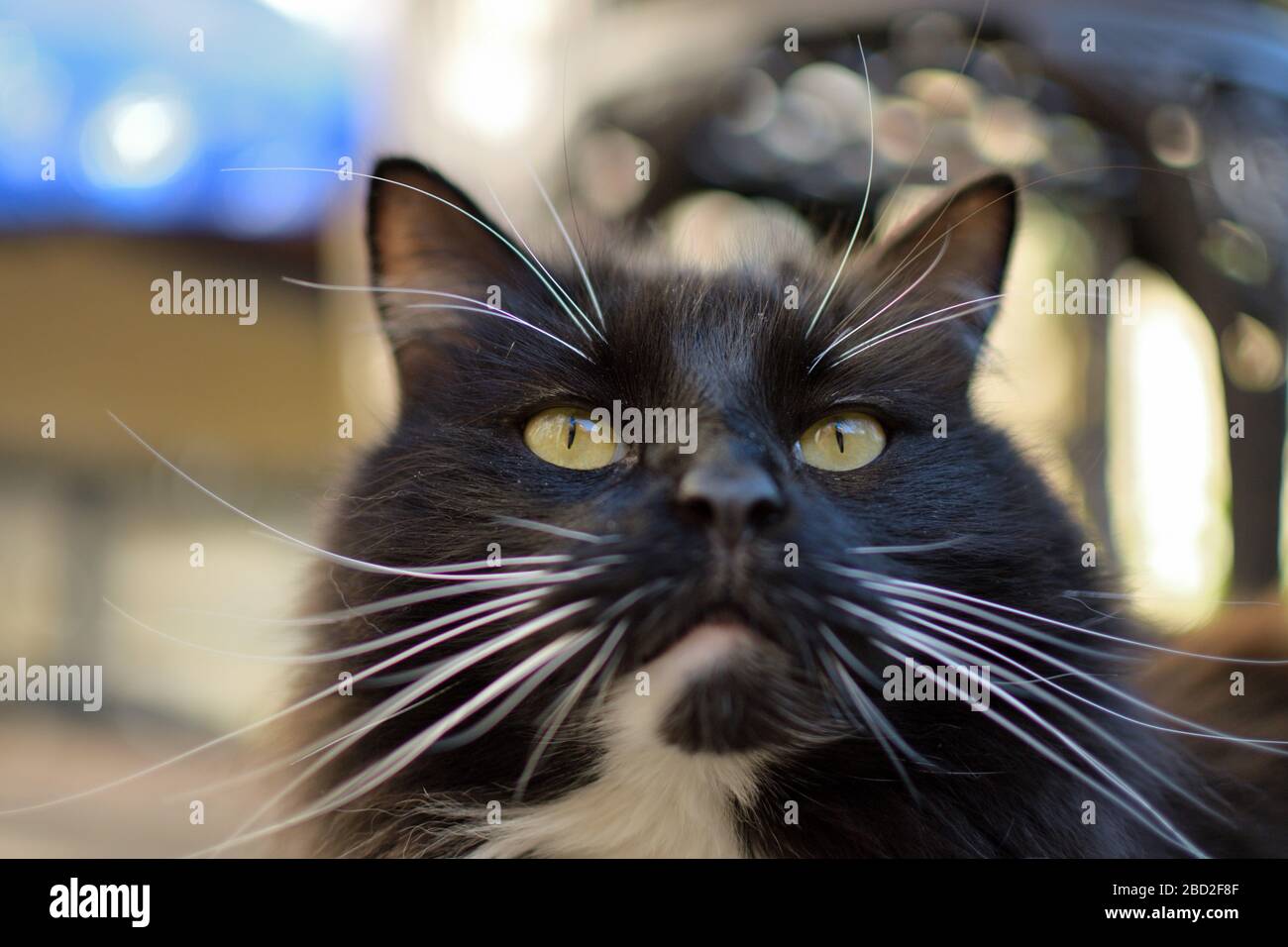 Chat noir et blanc Banque D'Images