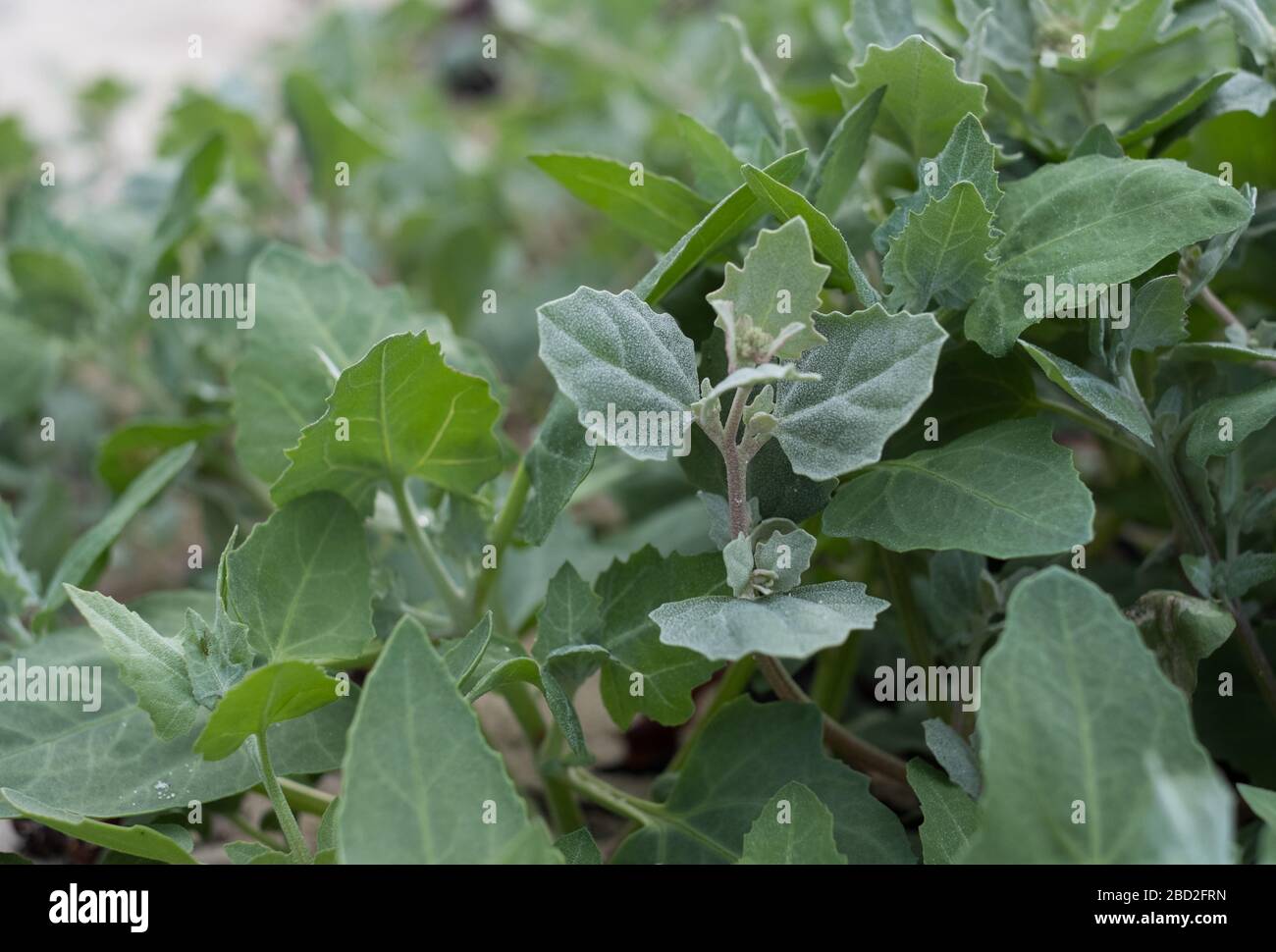 Orach, une plante comestible qui pousse sur la plage de St Agnes, Iles de Scilly Banque D'Images