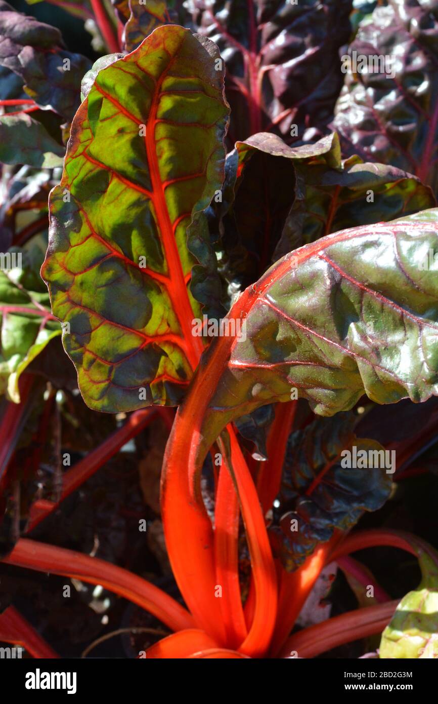 ferme de légumes frais Banque D'Images