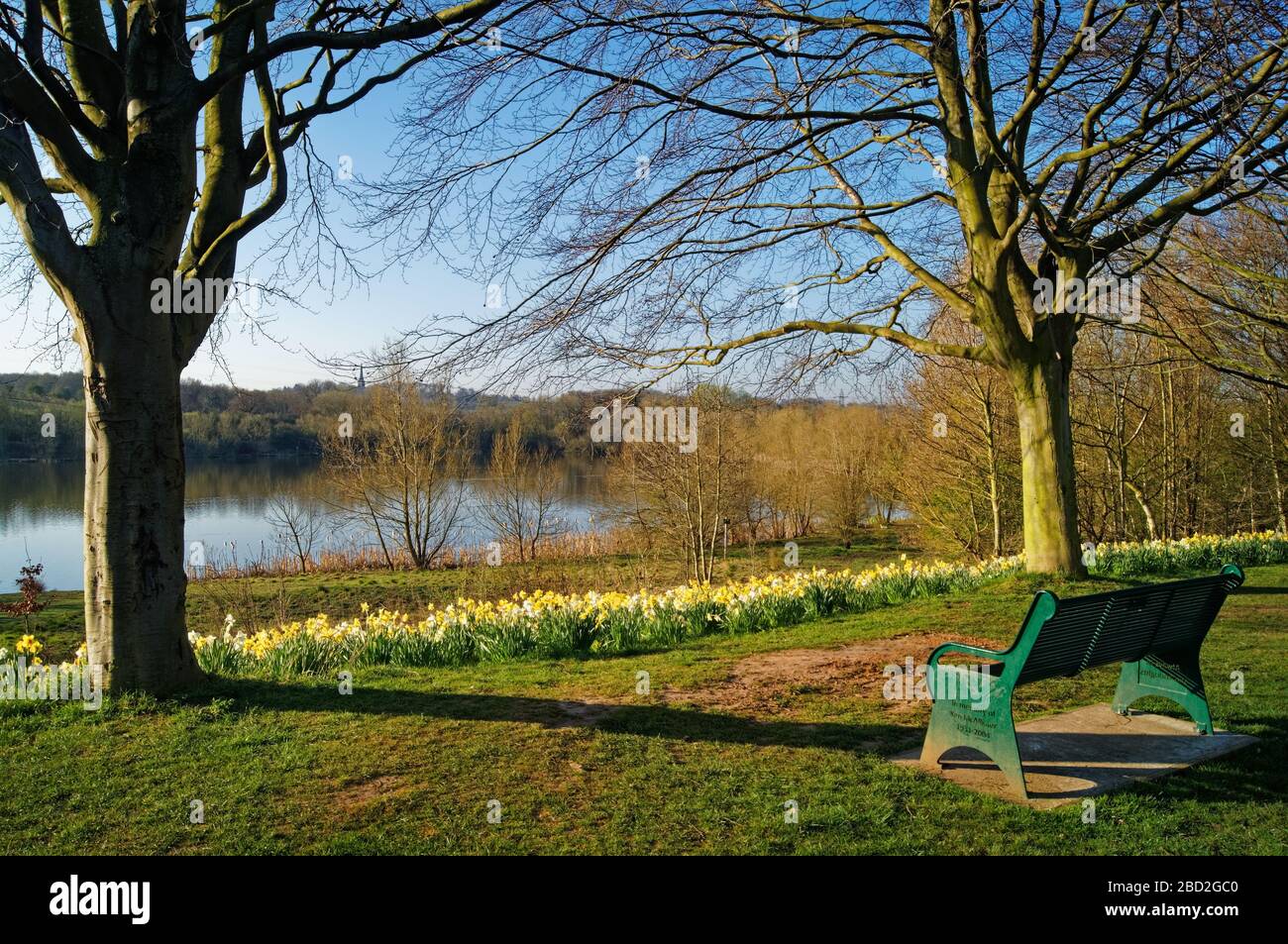 Royaume-Uni, Yorkshire du Sud, Barnsley, réserve naturelle Elsecar, Daffodils et banc surplombant le réservoir Banque D'Images