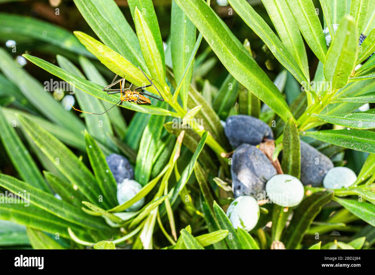 Insecte asassin de milkweed (Zelus longipes). Florianopolis, Santa Catarina, Brésil. Banque D'Images