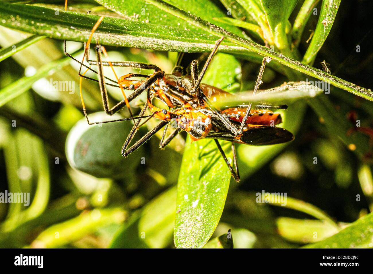 Insecte asassin de milkweed (Zelus longipes). Florianopolis, Santa Catarina, Brésil. Banque D'Images