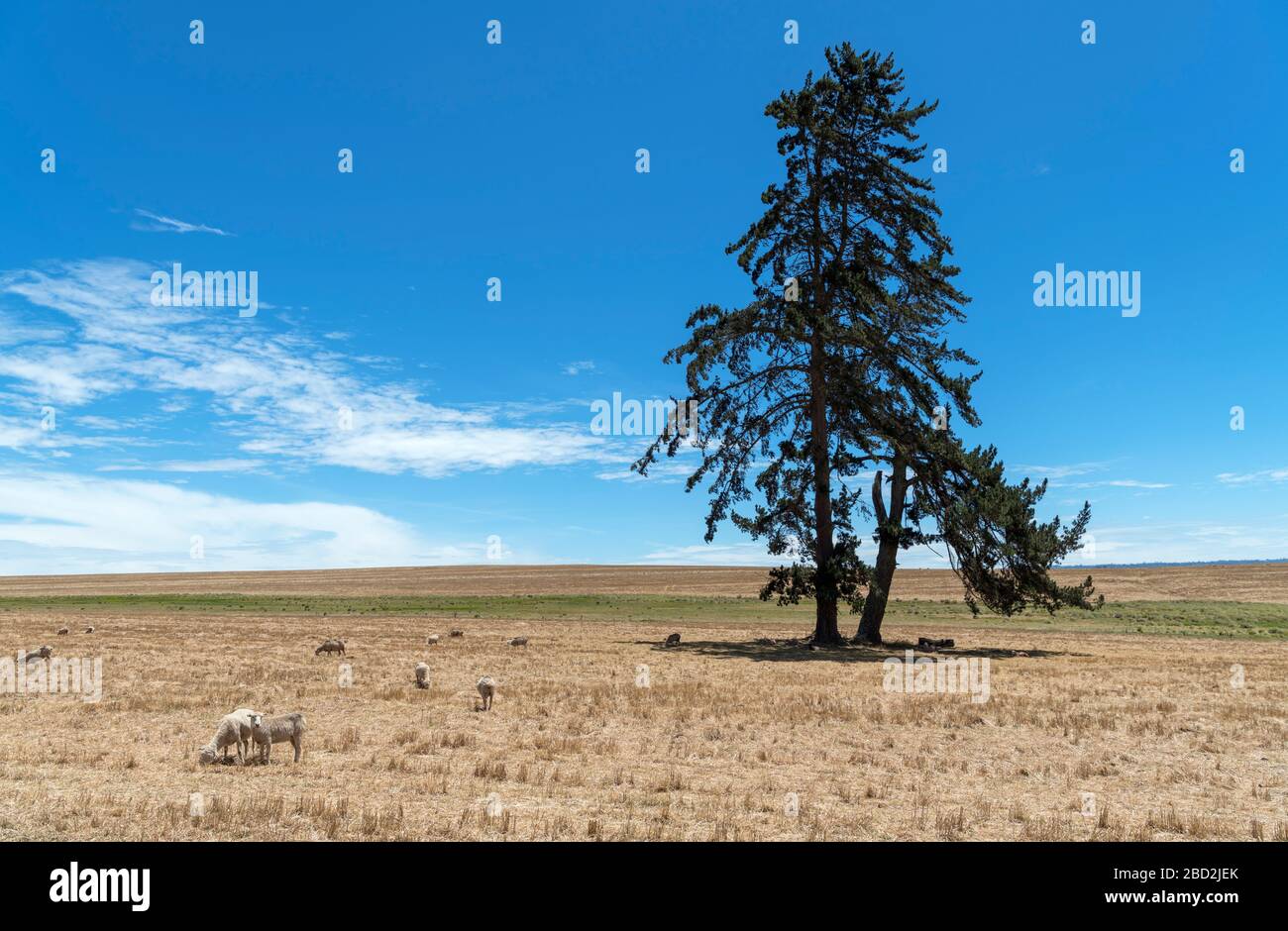 Moutons sur une ferme dans les hautes terres entre Nakuru et Narok, Kenya, Afrique de l'est Banque D'Images