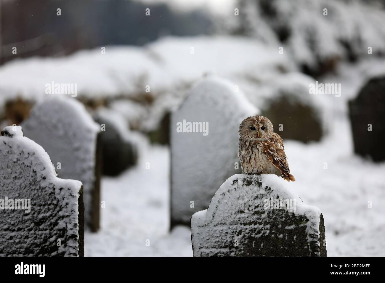 Tawny chouette asseyez-vous dans le cimetière - Strix Aluco Banque D'Images Tawny chouette asseyez-vous dans le cimetière - Strix Aluco Banque D'Images