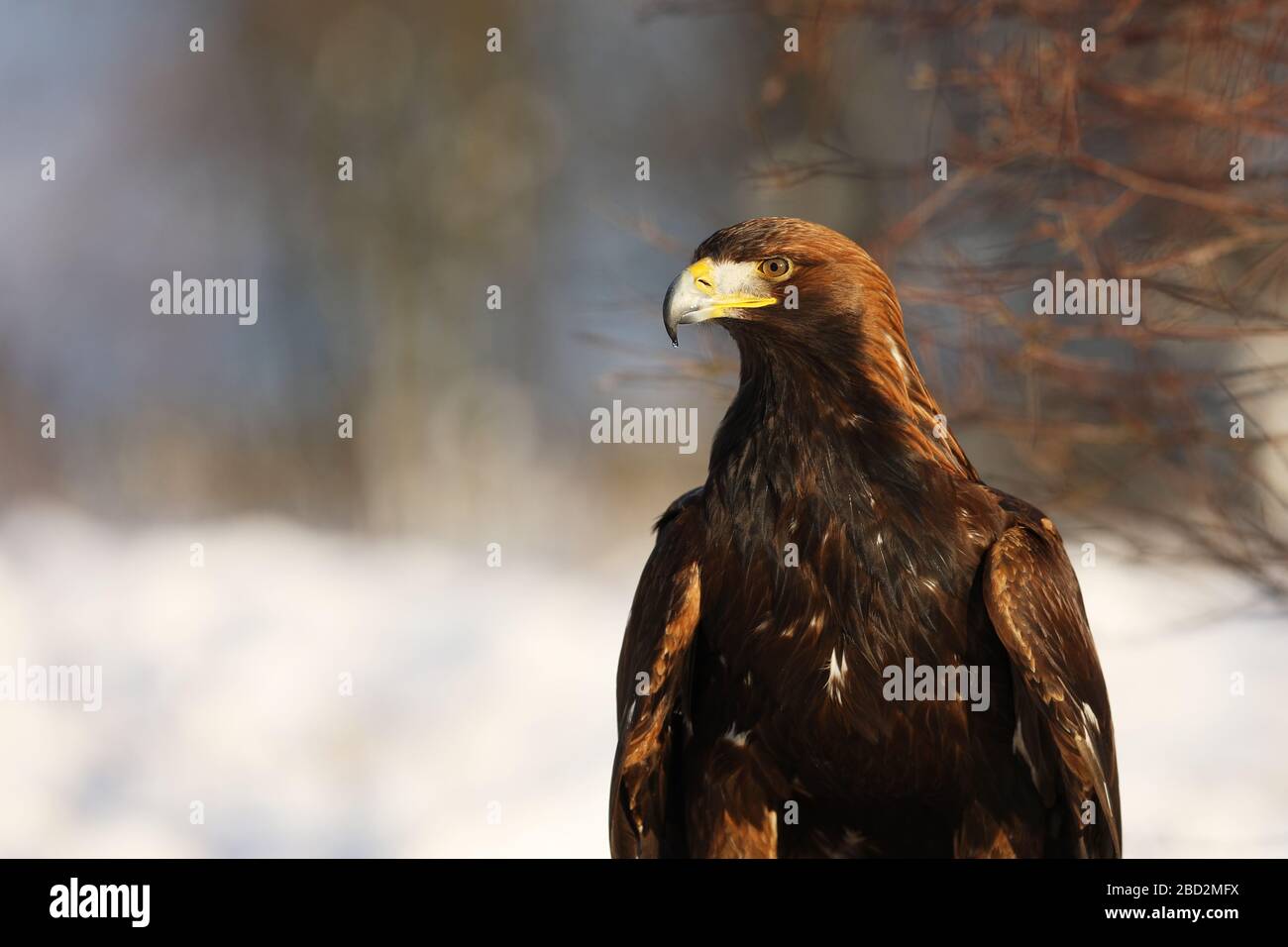 Steppe Eagle, Aquila nipalensis, en hiver près de la forêt Banque D'Images