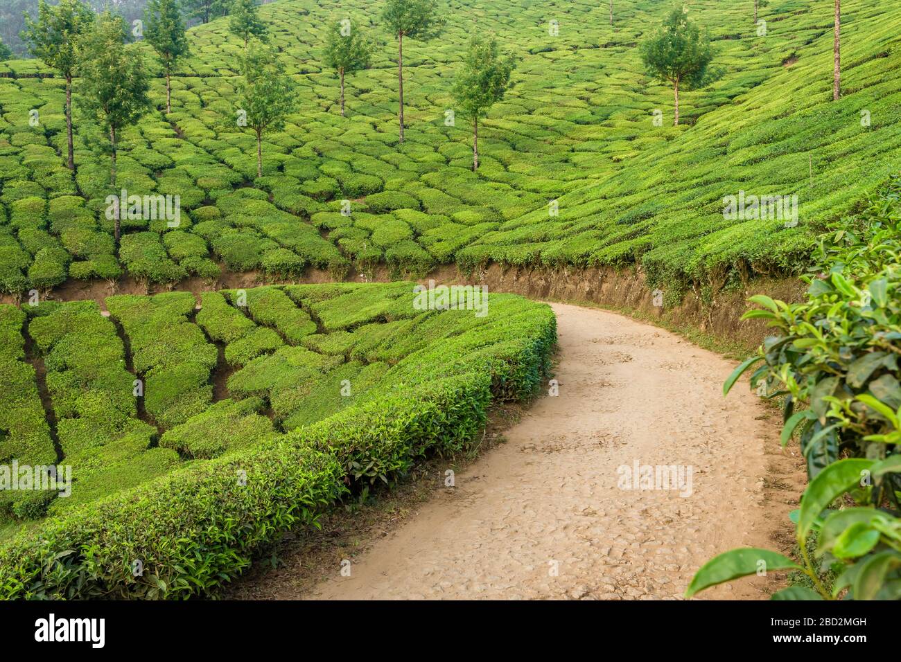 Beau paysage de plantations de thé vert frais à Munnar, Kerala, Inde Banque D'Images