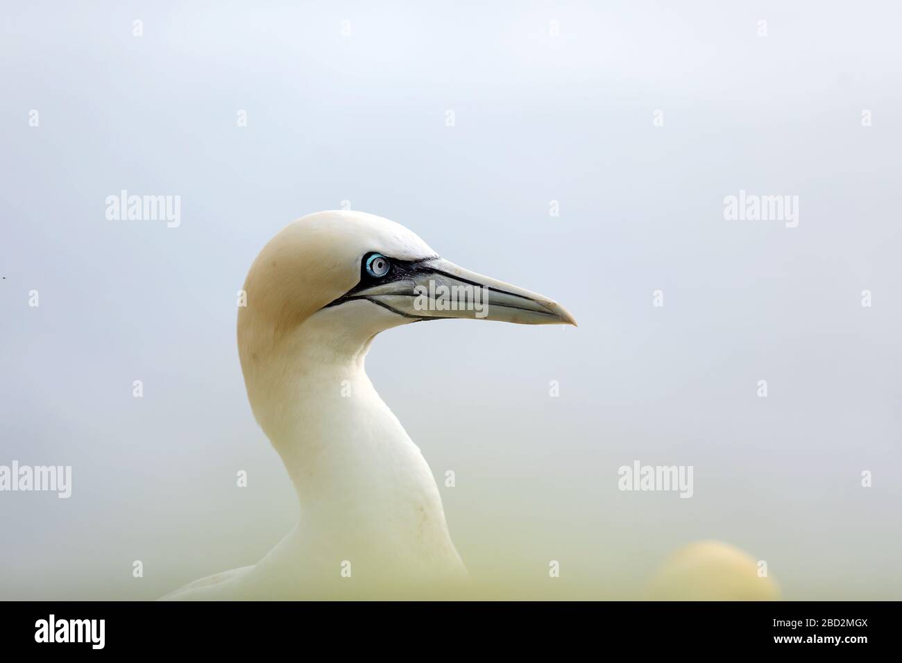 Manne du nord, portrait en tête détaillé d'oiseau de mer assis sur le nid, avec eau de mer bleu foncé dans le. Morus bassanus Banque D'Images