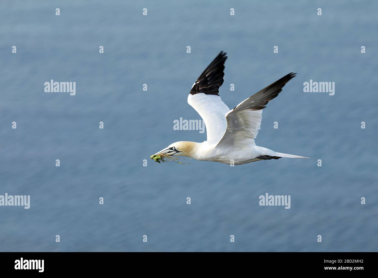 Vol du gannet du Nord (Morus bassanus) avec du matériel de nidification dans le bec, avec de l'eau de mer bleue en arrière-plan, l'île Helgoland, Allemagne. Banque D'Images