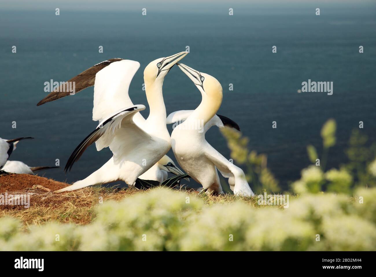 Les gannet font une danse de Gannet lorsque leur compagnon retourne de la mer. Morus bassanus Banque D'Images