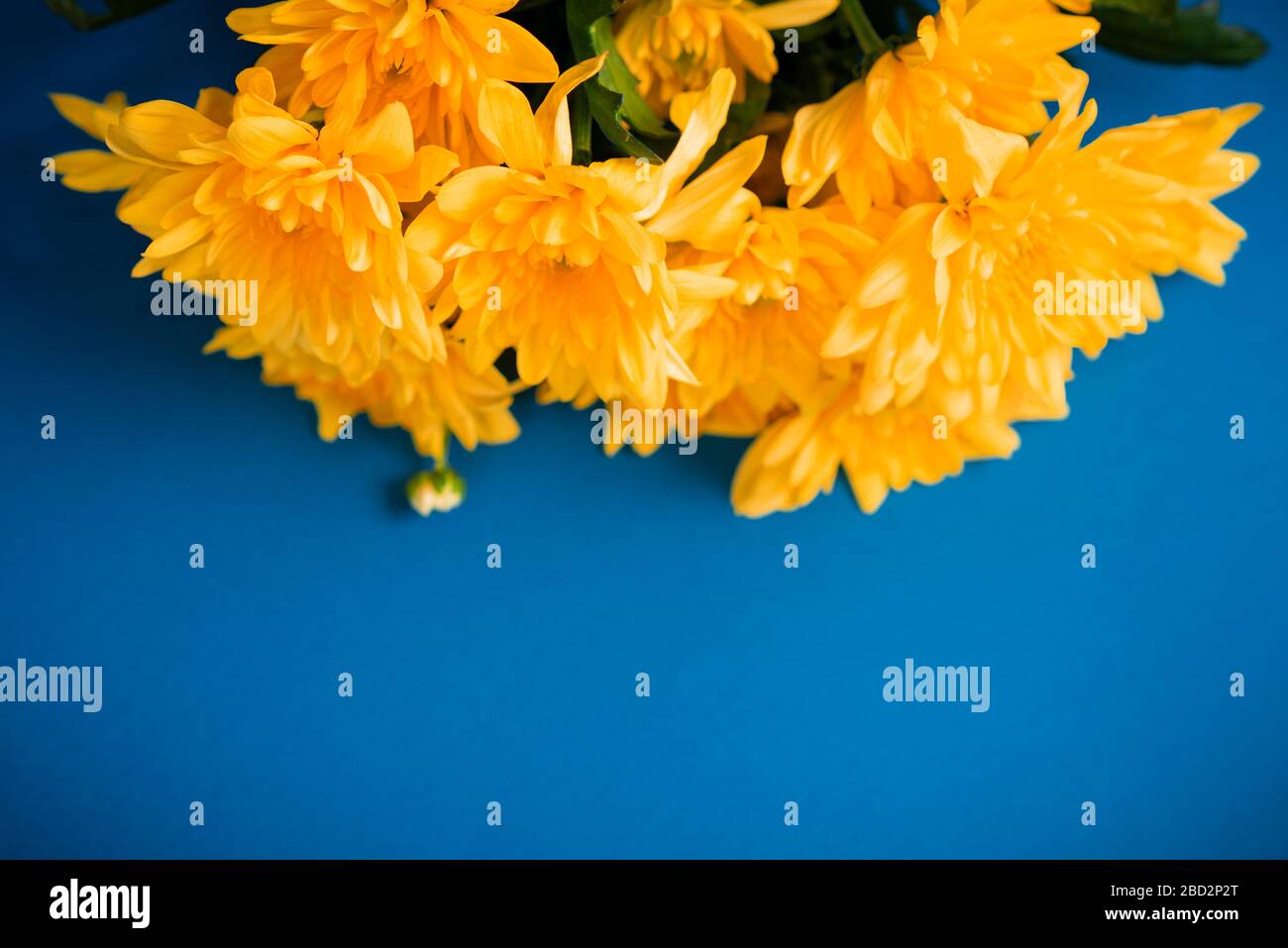 De belles chrysanthèmes orange se trouvent sur un fond bleu. Banque D'Images