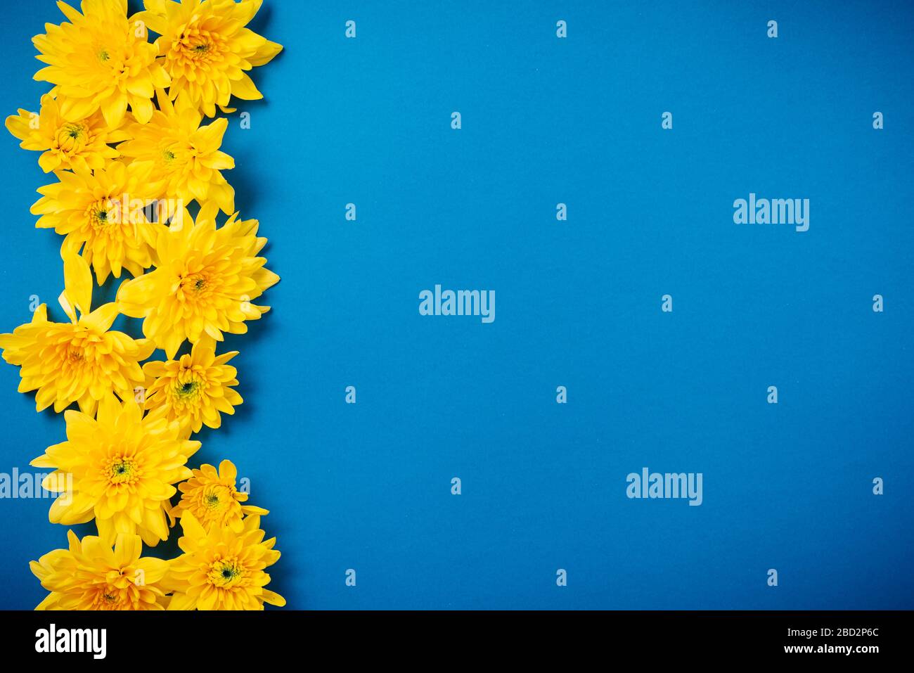 De belles chrysanthèmes orange se trouvent sur un fond bleu. Banque D'Images