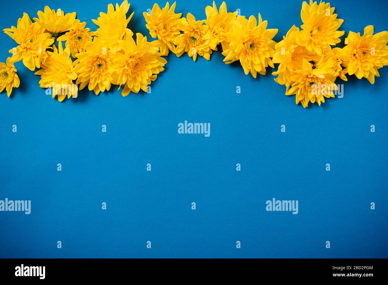 De belles chrysanthèmes orange se trouvent sur un fond bleu. Banque D'Images