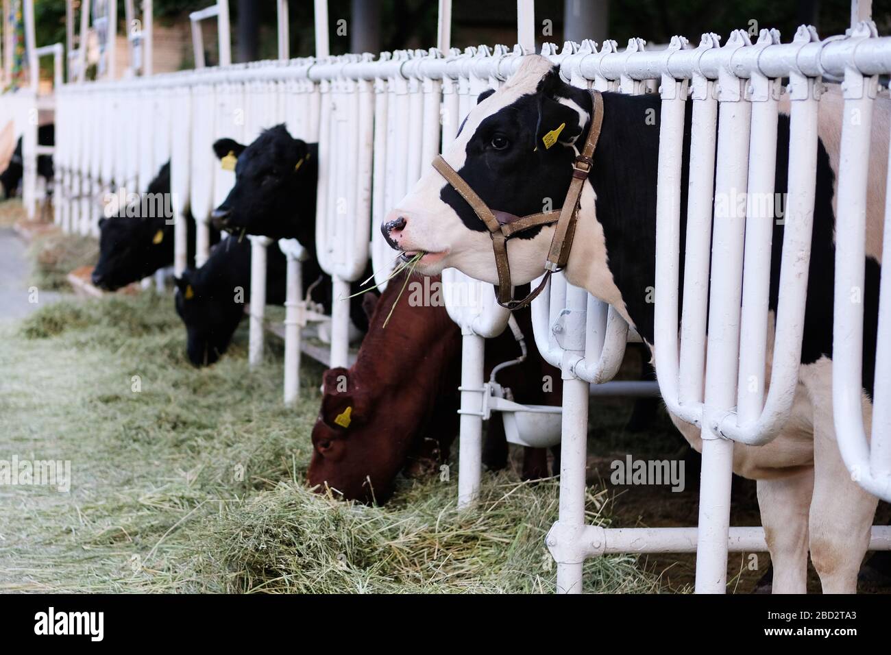 Vaches mangeant du foin à la ferme. Concept d'agriculture, d'agriculture et d'élevage. Banque D'Images