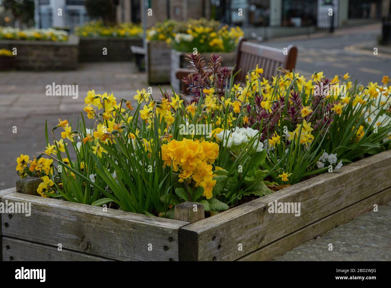 Un lit de fleurs surélevé plein de fleurs de printemps en fleur à Baildon, dans le Yorkshire, en Angleterre. Banque D'Images