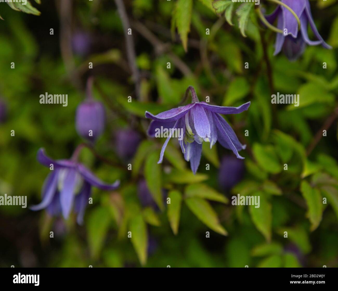 Fleur de printemps violette Clematis Alpina. Banque D'Images