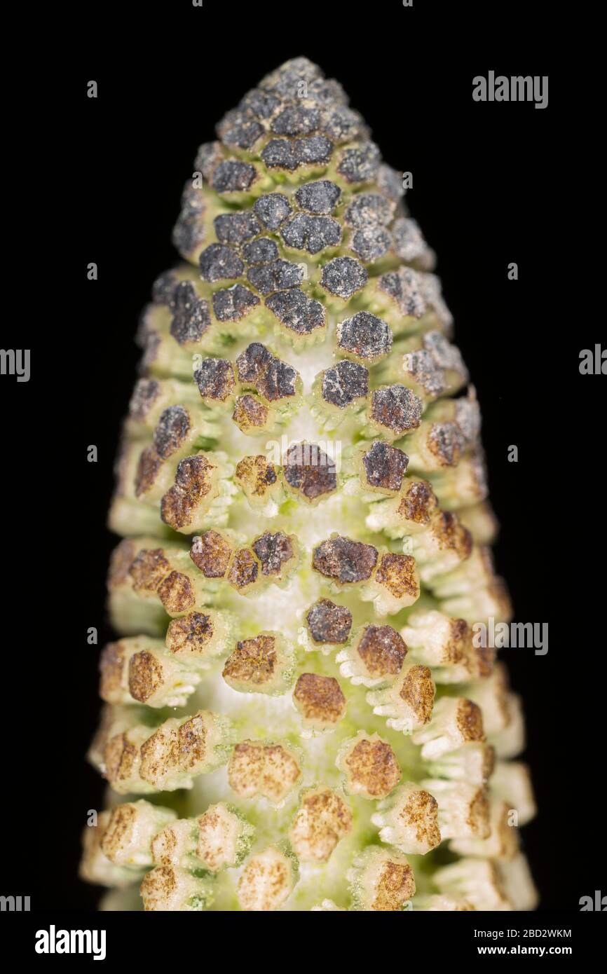 Le développement de la tige sporale fertile d'une ferne d'Horsetail, genre Ecisetum, en avril. Le genre Ecisetum est unique dans le monde des plantes comme ils le sont Banque D'Images