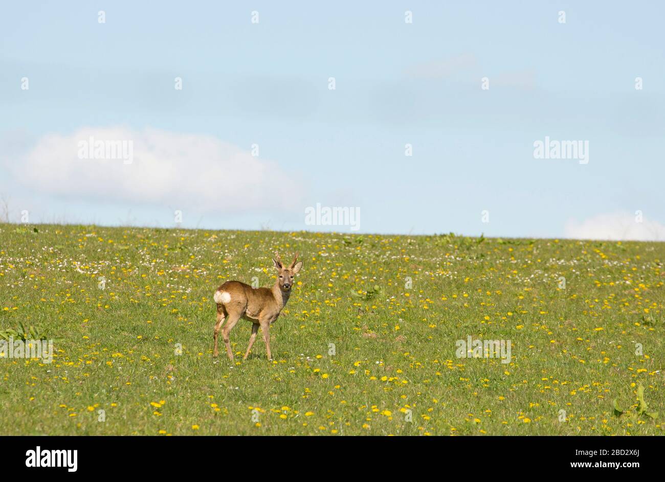 Un buck de cerf de Roe, Capreolus capreolus, dans un champ de pâturage au début d'avril 2020 dans North Dorset Angleterre GB Banque D'Images