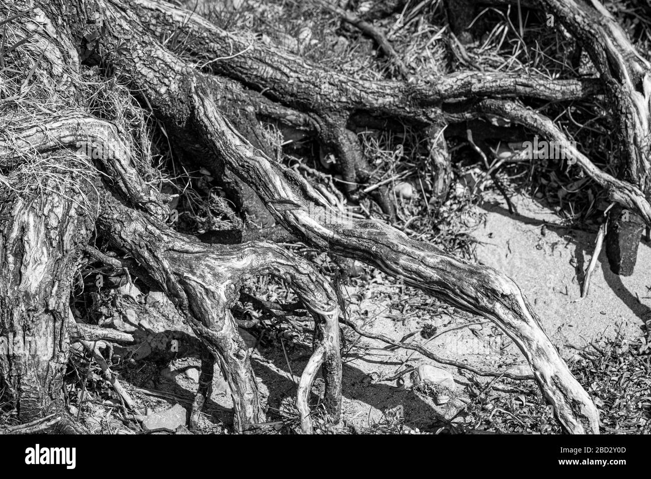 Photo en noir et blanc de racines dans une aire de loisirs locale au lac de constance Banque D'Images