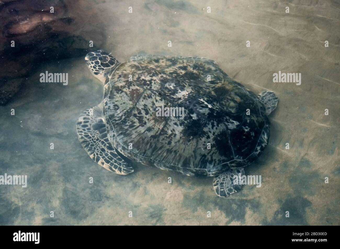 Les jeunes tortues nagent dans l'eau, la pollution de l'environnement, sauvant des animaux dans le Centre de recherche sur la conservation des tortues marines à Bentota, Sri L. Banque D'Images