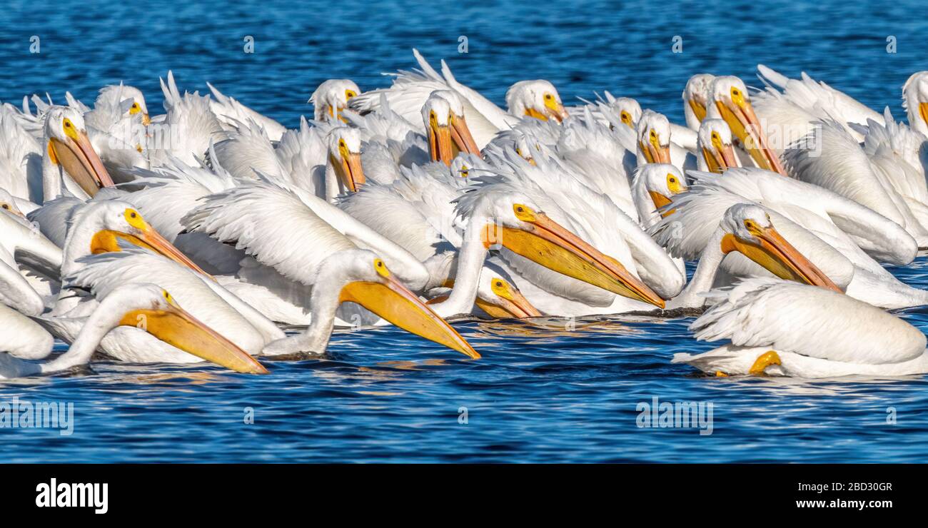 Un troupeau de pélicans blancs américains (Pelecanus erythrorhynchos) nageant et pêchant en groupe dans la réserve naturelle nationale de l'île Merritt, en Floride. Banque D'Images