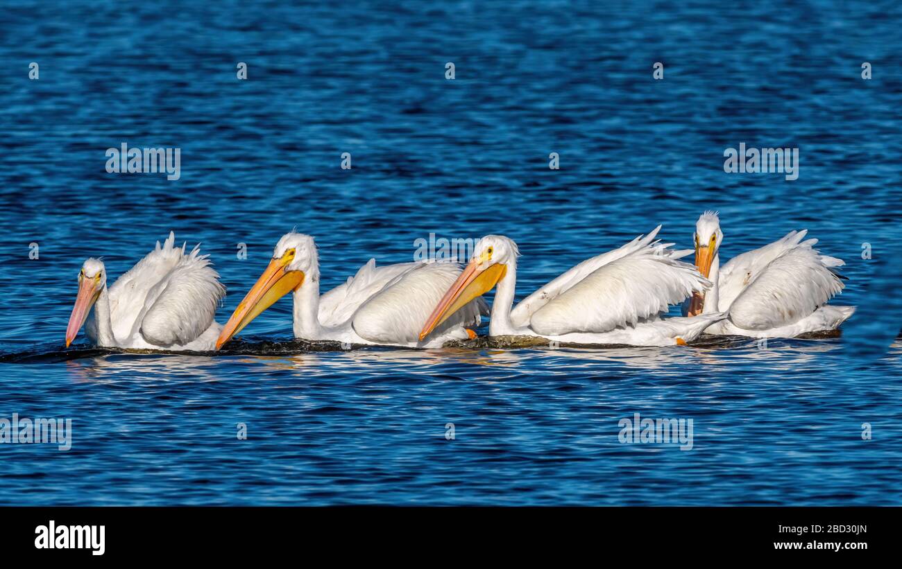 Un troupeau de pélicans blancs américains (Pelecanus erythrorhynchos) nageant et pêchant en groupe dans la réserve naturelle nationale de l'île Merritt, en Floride. Banque D'Images