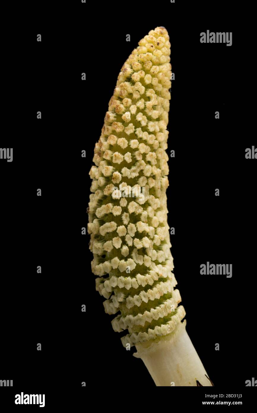 La tige fertile de spore d'une ferne d'Horsetail, genre Ecisetum, en avril. Le genre Ecisetum est unique dans le monde végétal lorsqu'ils reproduisent des usi Banque D'Images