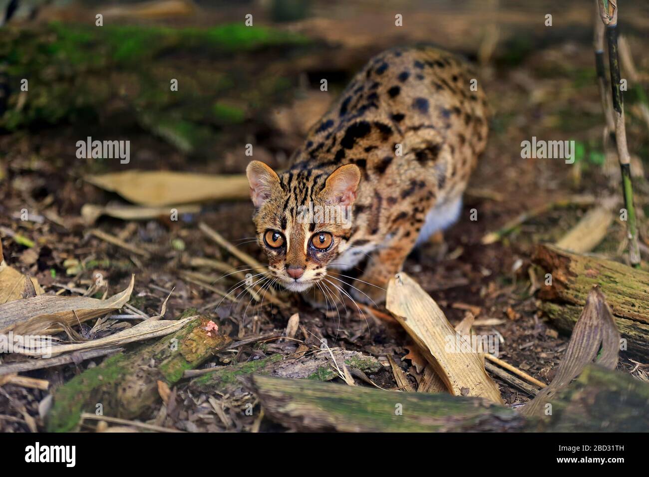 Chat léopard (Prionailurus bengalensis), adulte, alerte, captif, Angleterre, Royaume-Uni Banque D'Images