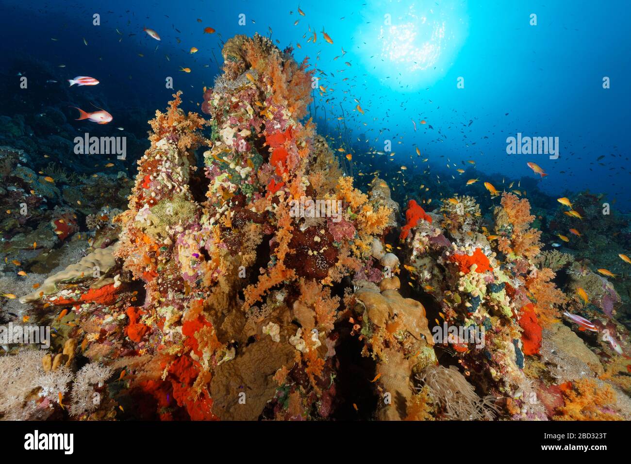 Récif de corail typique intact avec végétation de nombreux invertébrés, rétro-éclairage, mer Rouge, péninsule du Sinaï, Egypte Banque D'Images Récif de corail typique intact avec végétation de nombreux invertébrés, rétro-éclairage, mer Rouge, péninsule du Sinaï, Egypte Banque D'Images