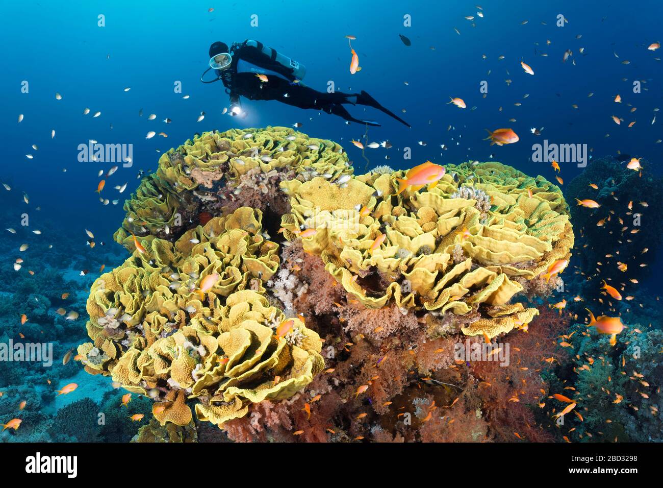 Plongeur regardant, grand corail de défilement (Turbinaria reniformis) avec golddiesn de mer (Pseudanthias squamipinnis), mer Rouge, Ras Muhamed., péninsule du Sinaï Banque D'Images
