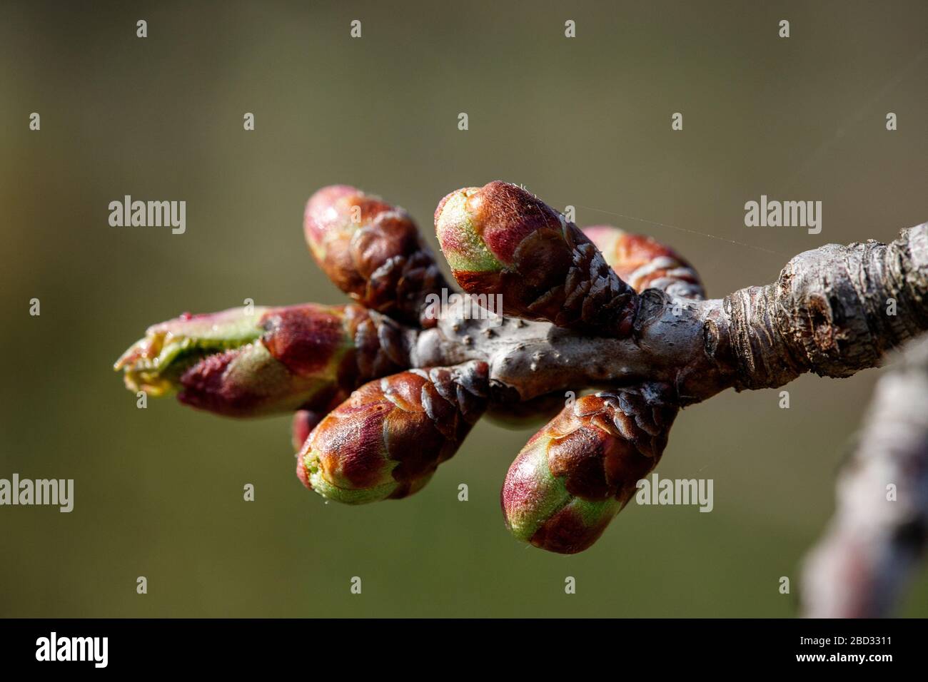 Les jeunes reins verts commencent à se développer et à ouvrir le blanc sur un cerisier au début du printemps Banque D'Images