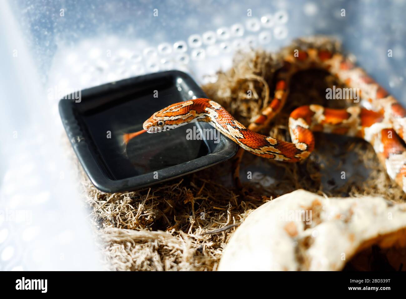 Le serpent de maïs PANTHEROPHIS GUTTATUS dans la maison de terrarium boit de l'eau Banque D'Images