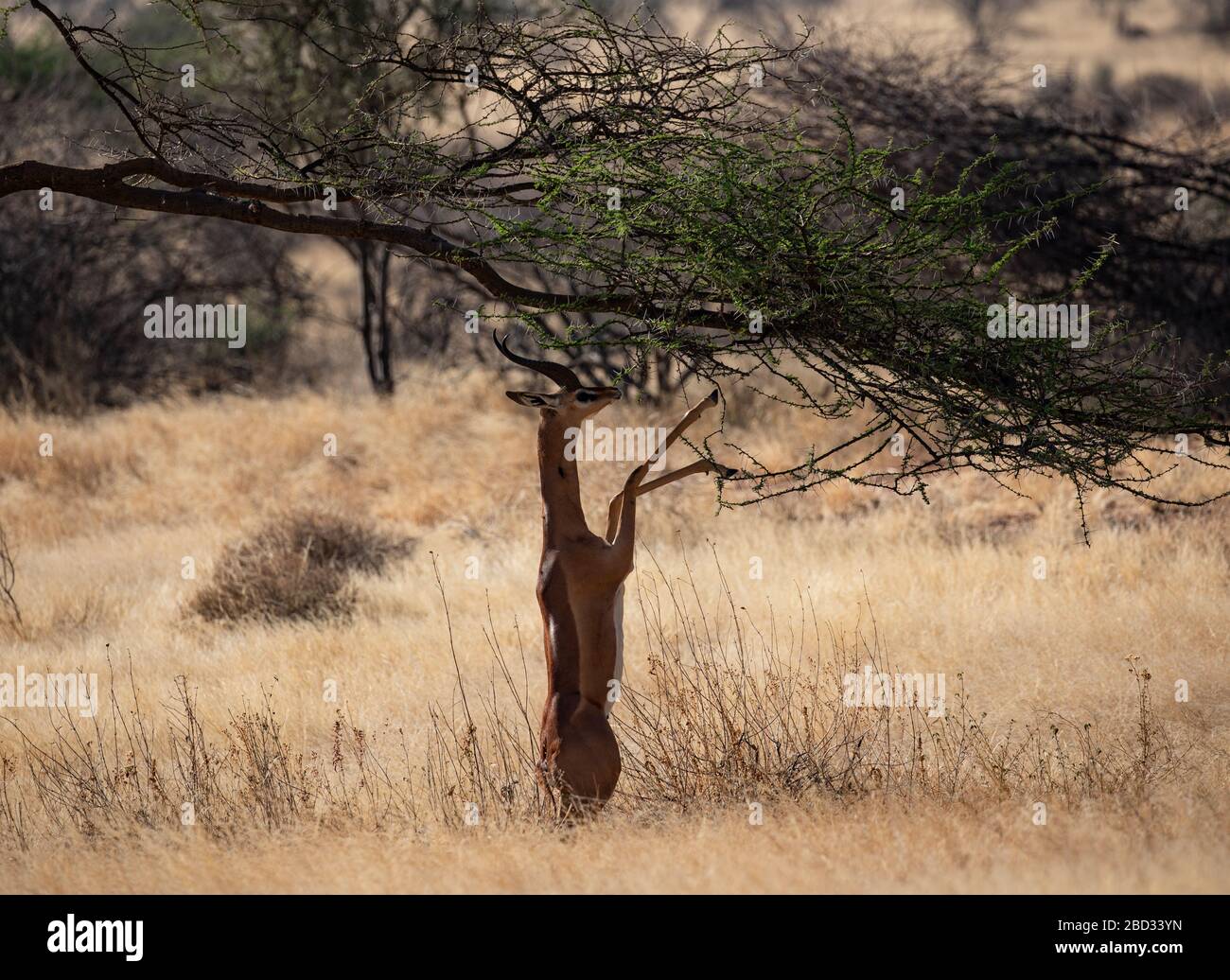 Homme Impala debout sur les jambes arrière Banque D'Images
