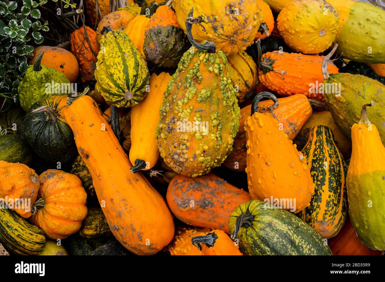 Les courges décoratives Banque D'Images