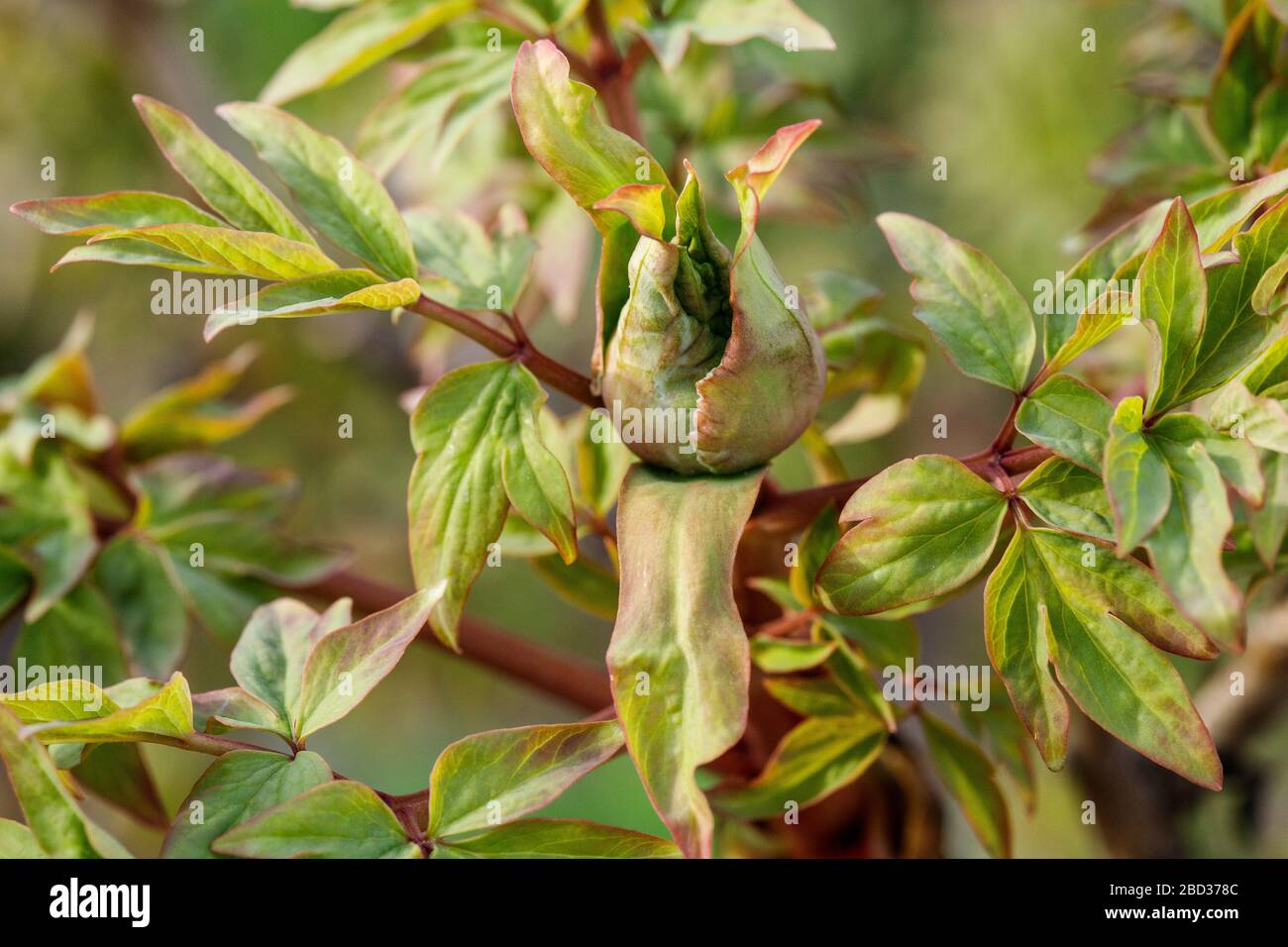La plante de pivoine dans le jardin de printemps encore à fleurir Banque D'Images